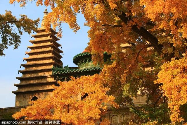 古寺赏银杏，解锁初冬的浪漫