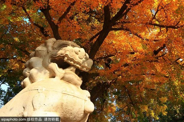 古寺赏银杏，解锁初冬的浪漫