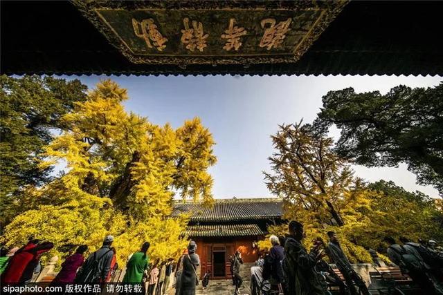 古寺赏银杏，解锁初冬的浪漫