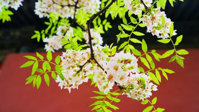 故宫，相约五一！许久不见，那些奇花异草还好吗？