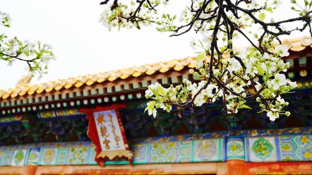 故宫，相约五一！许久不见，那些奇花异草还好吗？