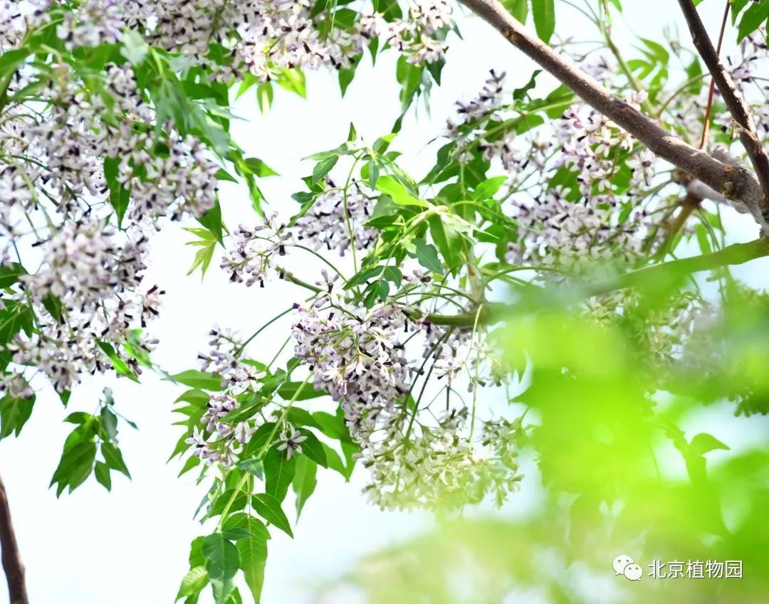 植物“云”科普丨苦楝