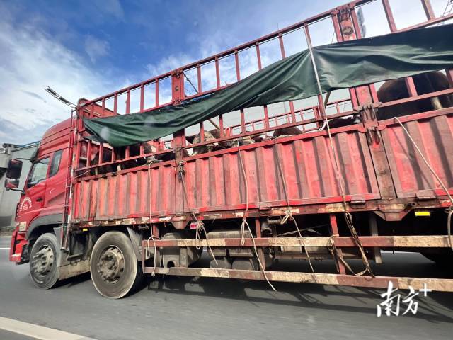 牛贩子将买到的牛装车，驱车40余公里，驶向位于厚街镇的注水窝点。