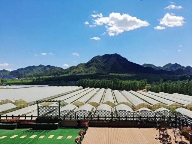 秋日采摘行 | 来这些地方实现葡萄自由