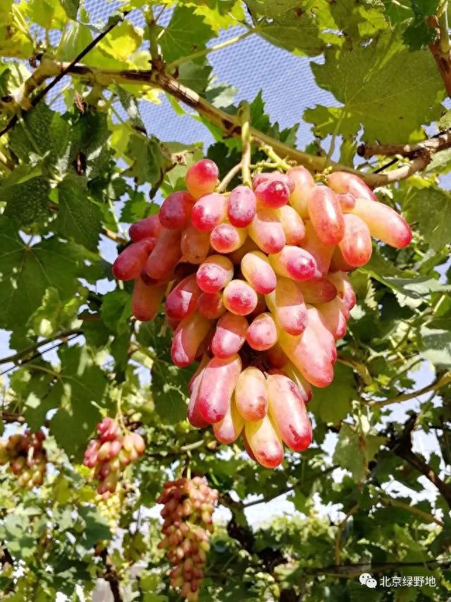 秋日采摘行 | 来这些地方实现葡萄自由