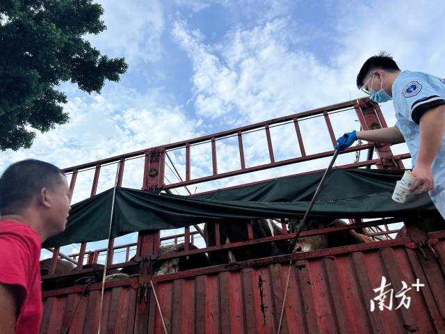 牛被拉进屠宰场前，有检疫人员在门口对牛进行取样。