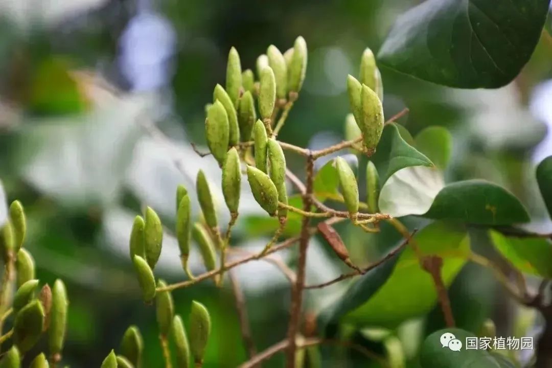 白露至，秋风还