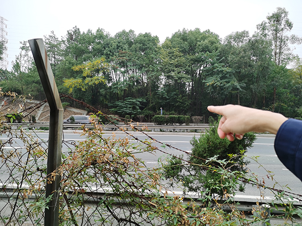 郭贻灿老人死前在高速公路旁的山坡躺了两天一夜。 澎湃新闻记者 朱远祥 图 