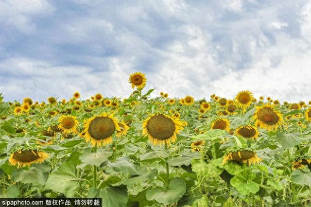 今日秋分 | 燕将明日去，秋向此时分