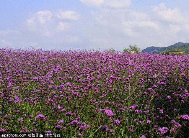 今日秋分 | 燕将明日去，秋向此时分