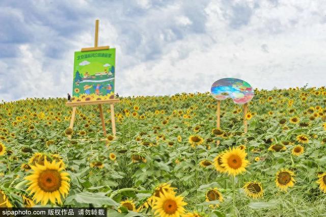 今日秋分 | 燕将明日去，秋向此时分