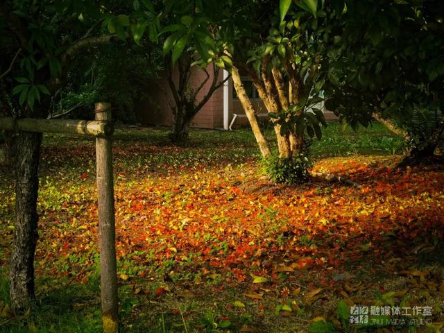 立秋|槐花新雨后，柳影欲秋天