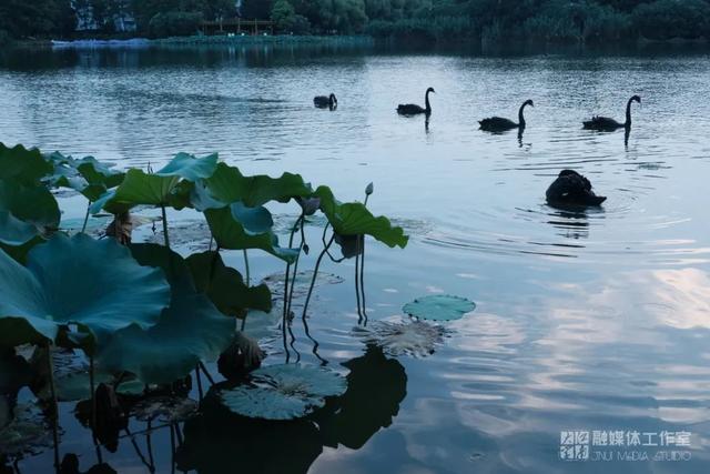 立秋|槐花新雨后，柳影欲秋天