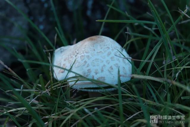 立秋|槐花新雨后，柳影欲秋天