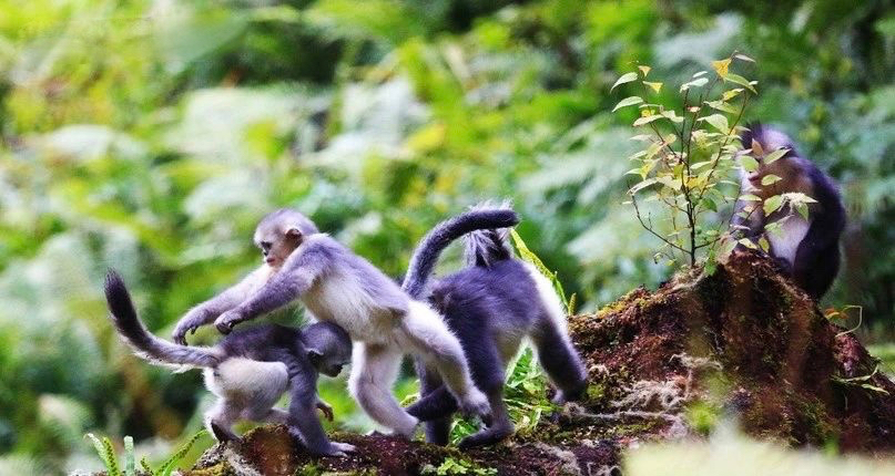 滇金丝猴国家公园 资料图