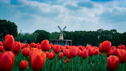苏州中国花卉植物园 苏州市旅游局 图