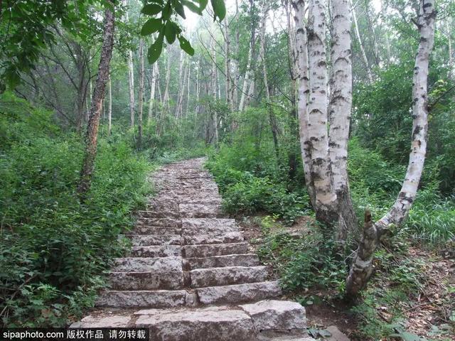 登高山草甸，感受夏日浪漫