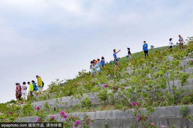 登高山草甸，感受夏日浪漫