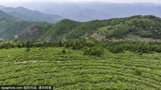 登高山草甸，感受夏日浪漫