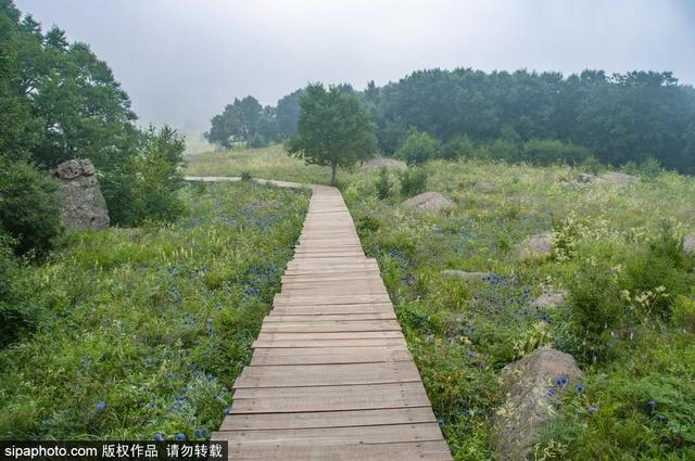 登高山草甸，感受夏日浪漫