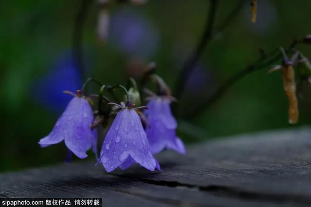 登高山草甸，感受夏日浪漫