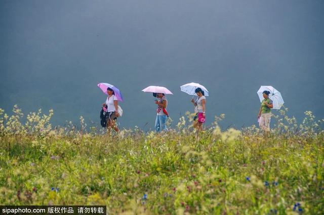 登高山草甸，感受夏日浪漫