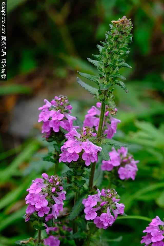 登高山草甸，感受夏日浪漫