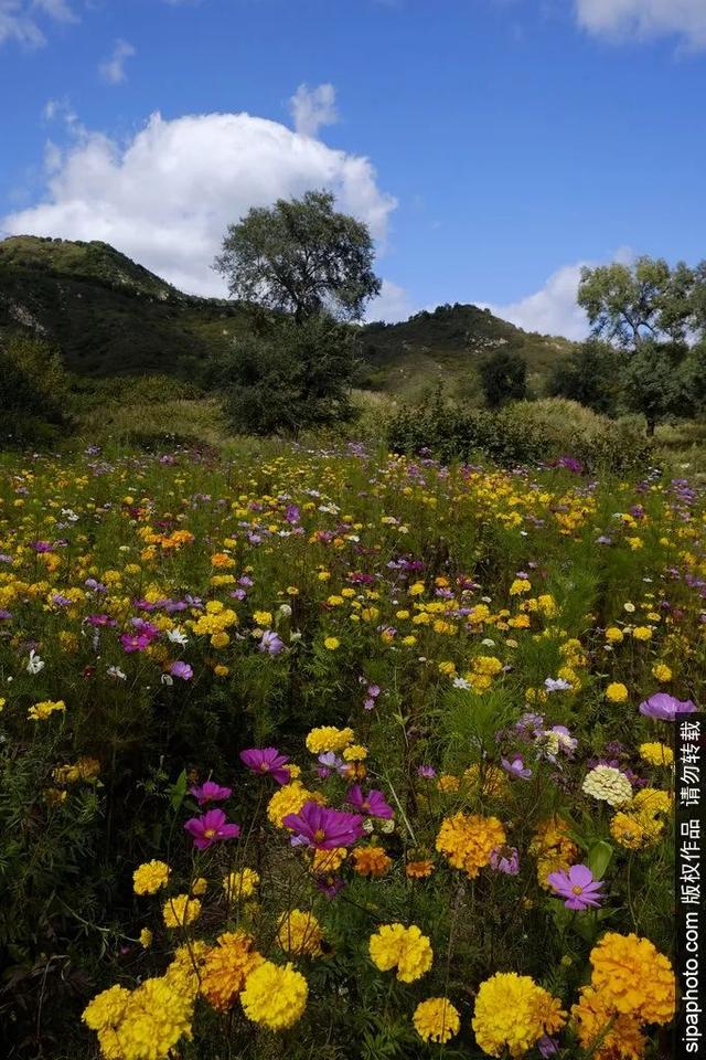 登高山草甸，感受夏日浪漫