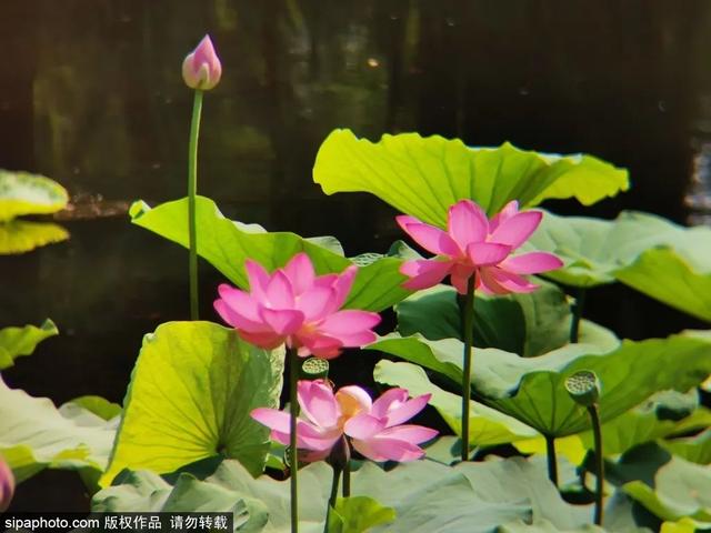 今日大暑 | 赤日几时过，清风无处寻