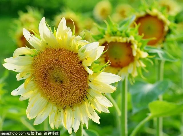 今日大暑 | 赤日几时过，清风无处寻