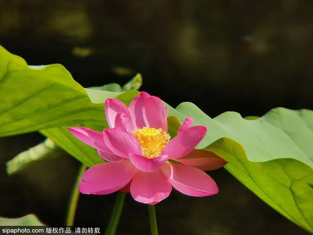 今日大暑 | 赤日几时过，清风无处寻