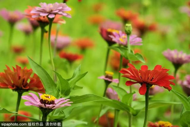 今日大暑 | 赤日几时过，清风无处寻