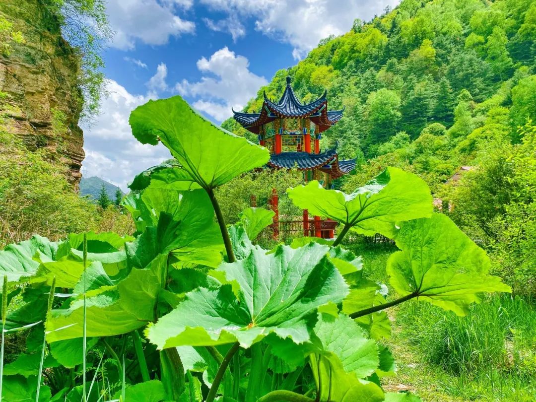 六盘山野荷谷