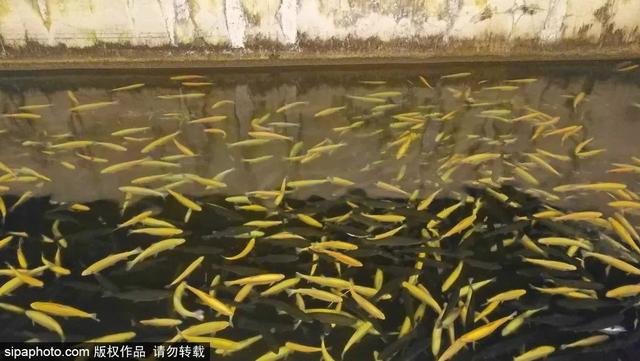 周末去哪 | 去雁栖湖赏山水美景，听“共燃”音乐