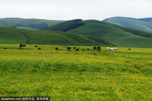 避暑好去处 | 策马草原，览塞外风光