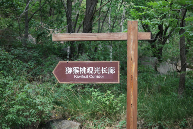 周末去哪 | 暑期来昌平，畅游花海林海，乐享美食美宿