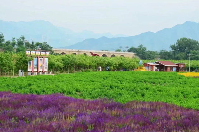 周末去哪 | 暑期来昌平，畅游花海林海，乐享美食美宿