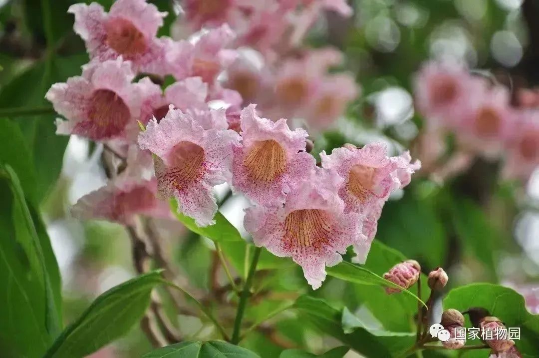 楸树花开 璀璨似锦