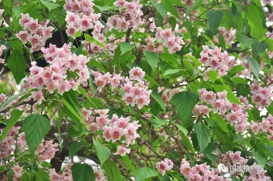 楸树花开 璀璨似锦