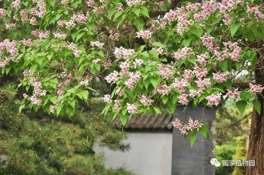 楸树花开 璀璨似锦