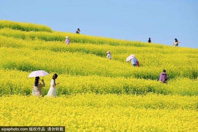 邂逅初夏！京城这些油菜花海美如油画