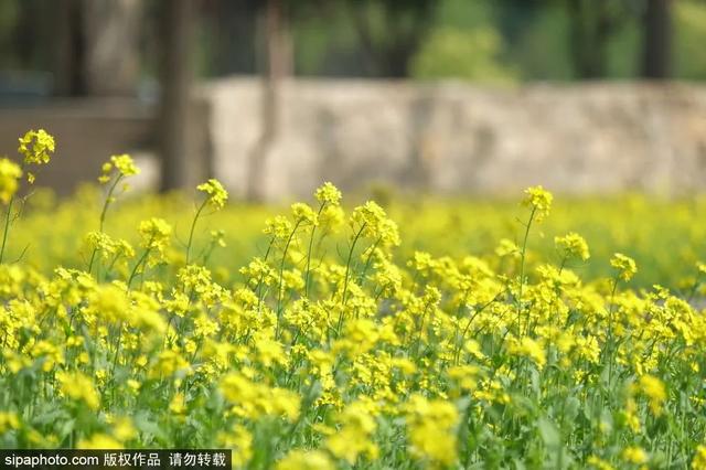 邂逅初夏！京城这些油菜花海美如油画