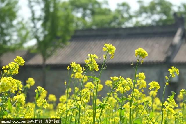 邂逅初夏！京城这些油菜花海美如油画