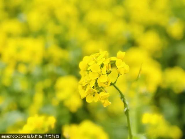 邂逅初夏！京城这些油菜花海美如油画