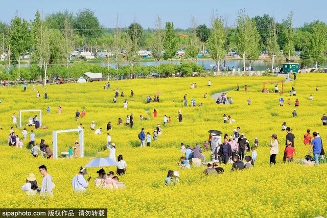 邂逅初夏！京城这些油菜花海美如油画