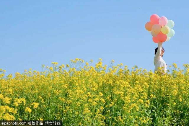 邂逅初夏！京城这些油菜花海美如油画