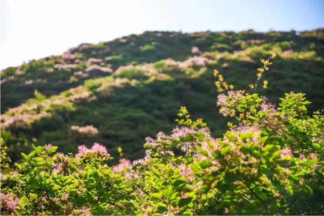 初夏共赏京城繁花胜景