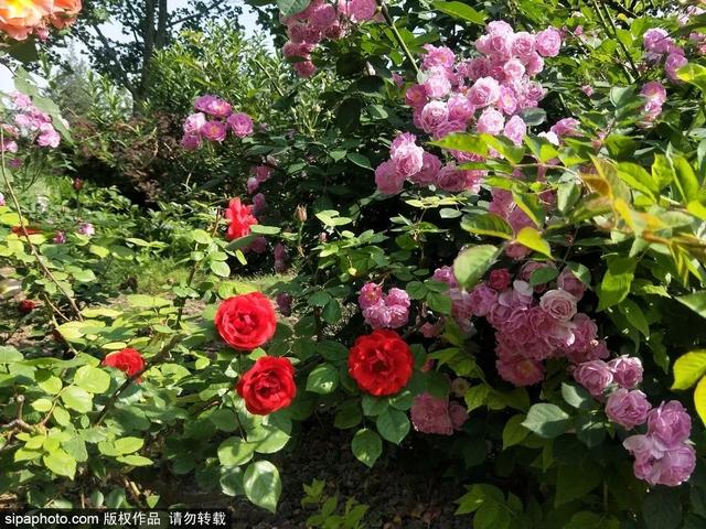 初夏共赏京城繁花胜景