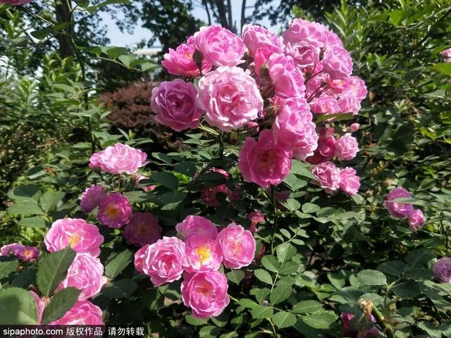 初夏共赏京城繁花胜景