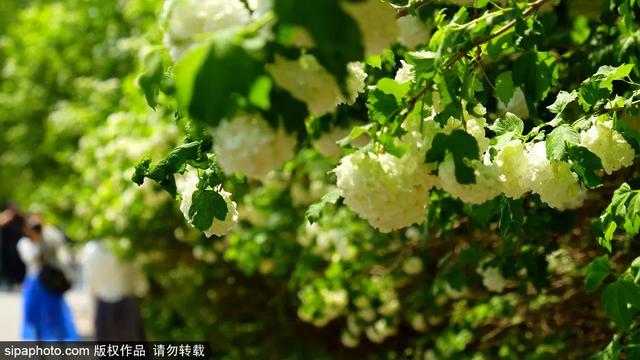 初夏共赏京城繁花胜景